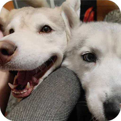 🐶 Стикер «Бублик Бандит Коржик Кекс» для Telegram