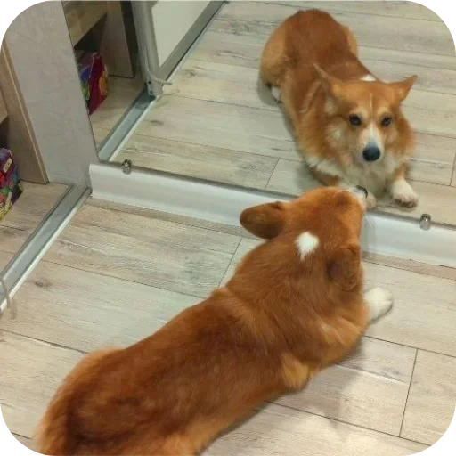🐶 Стикер «Бублик Бандит Коржик Кекс» для Telegram