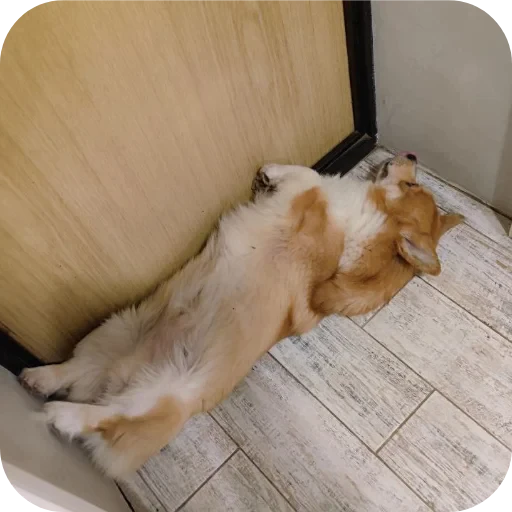 🐶 Стикер «Бублик Бандит Коржик Кекс» для Telegram