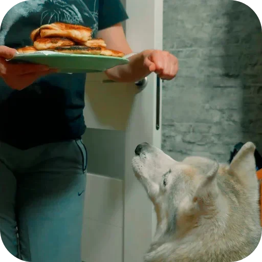 🐶 Стикер «Бублик Бандит Коржик Кекс» для Telegram