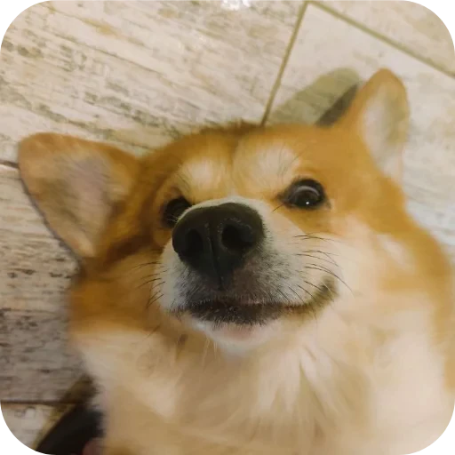 🐶 Стикер «Бублик Бандит Коржик Кекс» для Telegram