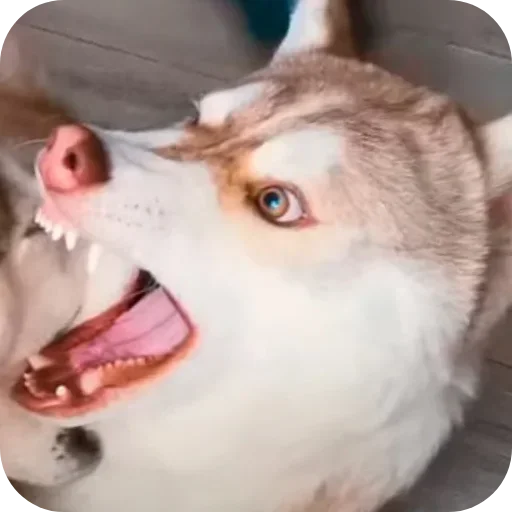 🤬 Стикер «Бублик Бандит Коржик Кекс» для Telegram