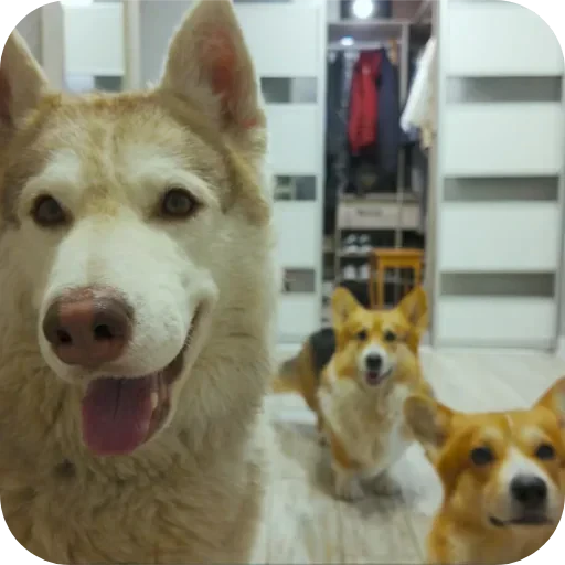 🐶 Стикер «Бублик Бандит Коржик Кекс» для Telegram