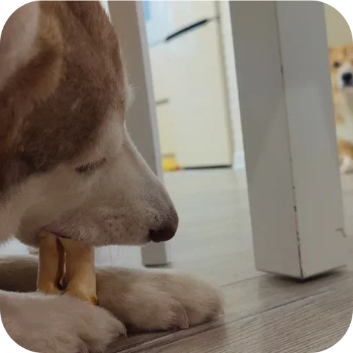 🐶 Стикер «Бублик Бандит Коржик Кекс» для Telegram
