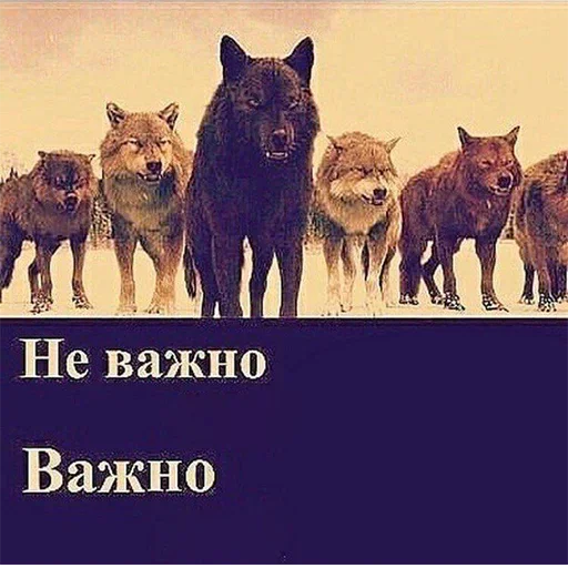 😰 Стикер «Be a wolf» для Telegram