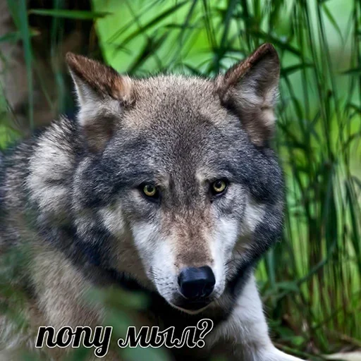 😑 Стикер «Be a wolf» для Telegram