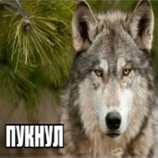 🙄 Стикер «Be a wolf» для Telegram