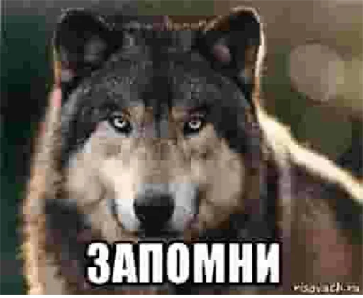 🤭 Стикер «Be a wolf» для Telegram