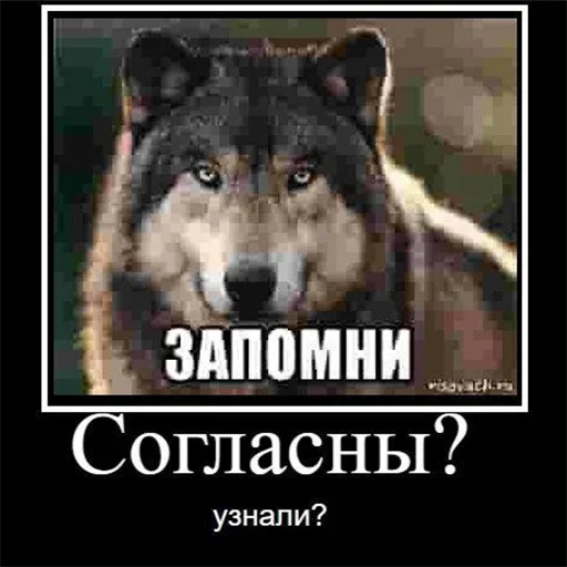 😬 Стикер «Be a wolf» для Telegram