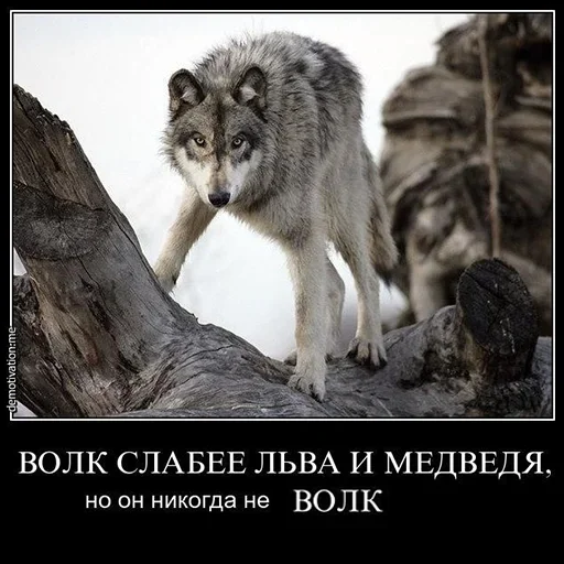 😮 Стикер «Be a wolf» для Telegram