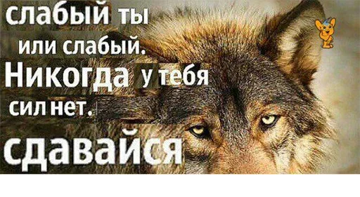 😨 Стикер «Be a wolf» для Telegram