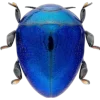 Стикер 25 Bugs And Stuff