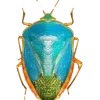 Стикер 24 Bugs And Stuff