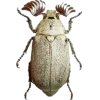 Стикер 56 Bugs And Stuff