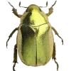 Стикер 13 Bugs And Stuff