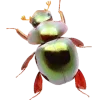 Стикер 10 Bugs And Stuff