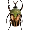 Стикер 14 Bugs And Stuff
