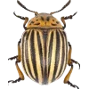Стикер 4 Bugs And Stuff