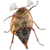 Стикер 55 Bugs And Stuff