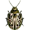 Стикер 60 Bugs And Stuff