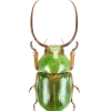 Стикер 19 Bugs And Stuff
