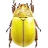Стикер 7 Bugs And Stuff