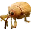 Стикер 5 Bugs And Stuff