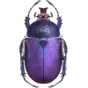 Стикер 43 Bugs And Stuff