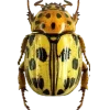 Стикер 6 Bugs And Stuff