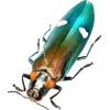 Стикер 17 Bugs And Stuff