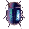 Стикер 36 Bugs And Stuff