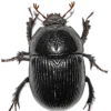Стикер 57 Bugs And Stuff