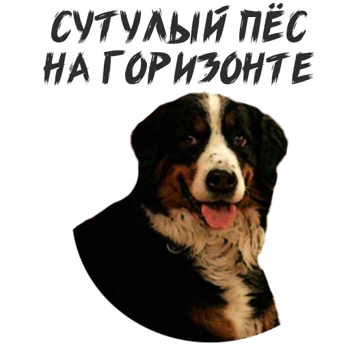 🐶 Стикер «Букин» для Telegram