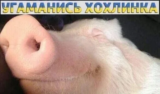 🇺🇦 Стикер «bulyanice» для Telegram