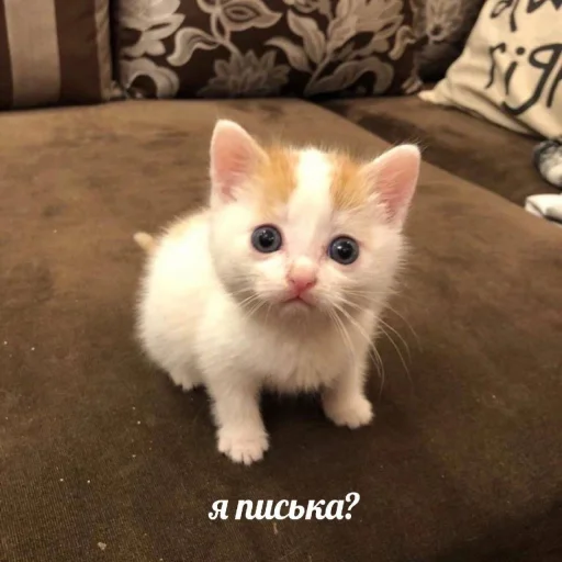 😳 Стикер «bulyanice» для Telegram
