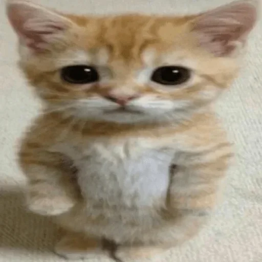 🙁 Стикер «bulyanice» для Telegram