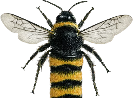 Стикерпак Bumblebee для Telegram
