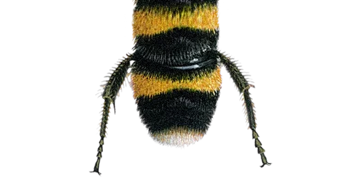 🐝 Стикер «Bumblebee» для Telegram