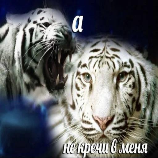 🗣 Стикер «burda 88» для Telegram