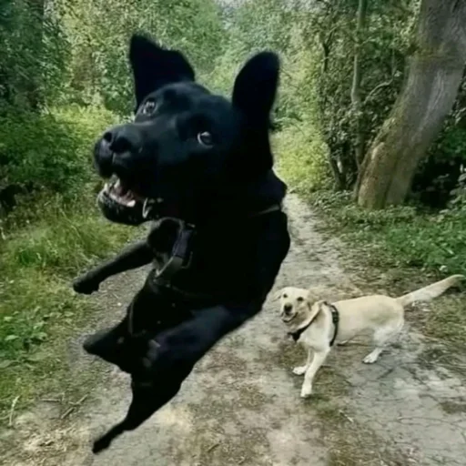 🐶 Стикер «burda 88» для Telegram