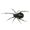 🕷️ Эмодзи «burgundy and white» для Telegram