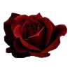 🌹 Эмодзи «burgundy and white» для Telegram