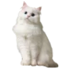 🐱 Эмодзи «burgundy and white» для Telegram