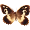 Стикер 13 🦋 Набор эмоджи с бабочками