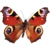 Стикер 9 🦋 Набор эмоджи с бабочками