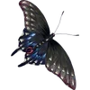Стикер 47 🦋 Набор эмоджи с бабочками