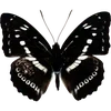 Стикер 34 🦋 Набор эмоджи с бабочками