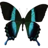 Стикер 55 🦋 Набор эмоджи с бабочками