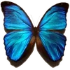 Стикер 44 🦋 Набор эмоджи с бабочками