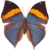 Стикер 6 🦋 Набор эмоджи с бабочками